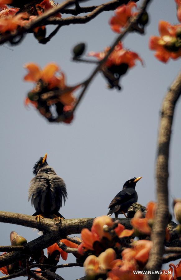 Two mynas perch on a blossoming kapok tree in Taipei, southeast China's Taiwan, March 8, 2013. (Xinhua/Wu Ching-teng)