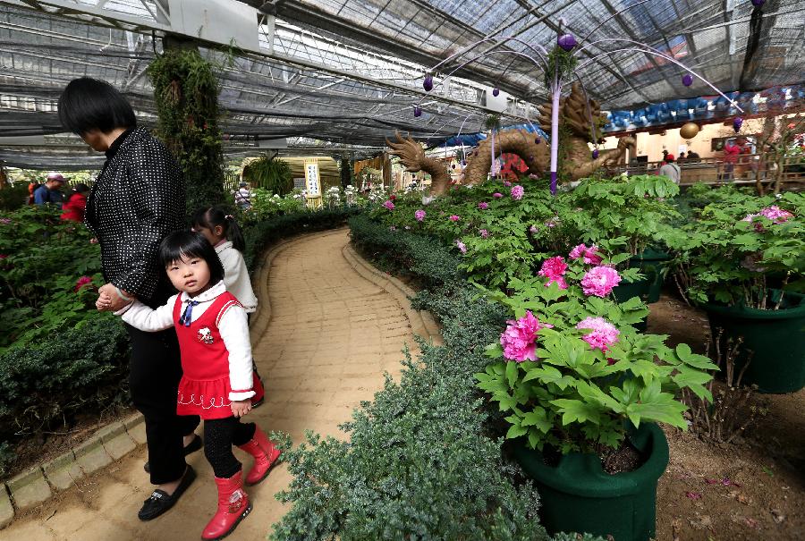 Visitors are seen on a peony show in Nantou of southeast China's Taiwan, March 9, 2013. A peony cultural festival was opened at the Sun Link Sea forest park on March 9. Over 8,000 peonies of some 50 species from central China's Henan Province will be exhibited on an attached show till the end of May. (Xinhua/Xie Xiudong)