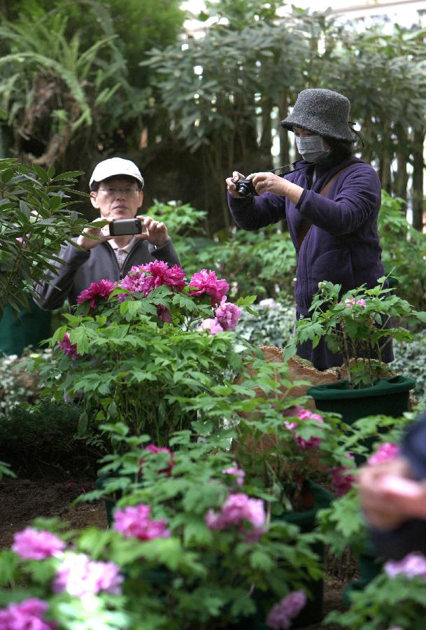 Visitors take photos on a peony show in Nantou of southeast China's Taiwan, March 9, 2013. A peony cultural festival was opened at the Sun Link Sea forest park on March 9. Over 8,000 peonies of some 50 species from central China's Henan Province will be exhibited on an attached show till the end of May. (Xinhua/Xie Xiudong)