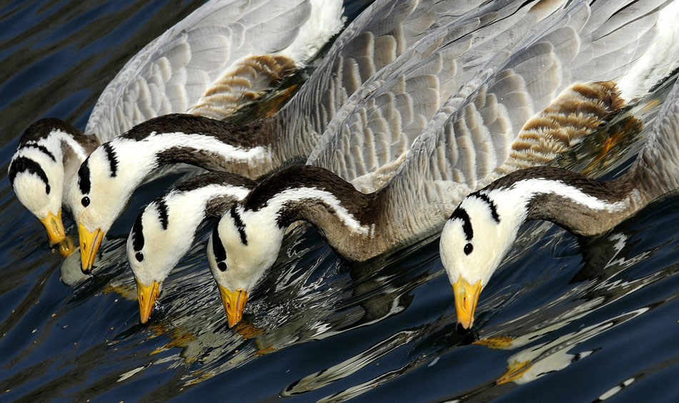 Bar-headed geese swim on a lake in the Longwangtan Park in Lhasa, capital of southwest China's Tibet autonomous region, March 6, 2013. Thanks to the efforts by local citizens to protect wild birds, the number of bar-headed geese in the city has been rising. (Photo/Xinhua)