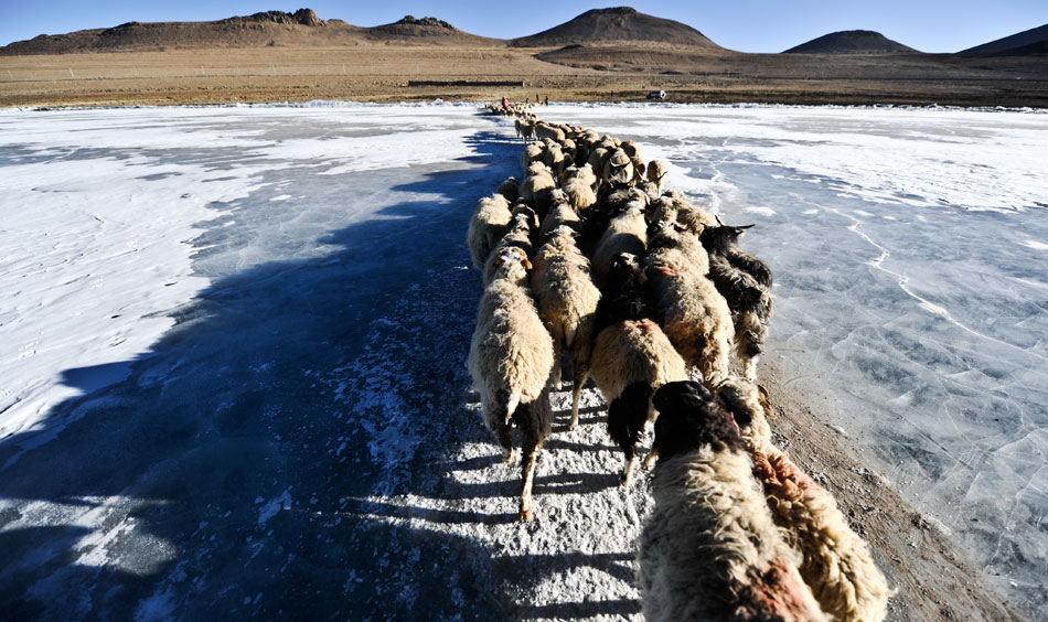 A flock of sheep advances across the frozen lake in China's Tibet, Feb. 28, 2013. Every winter, the local residents herd sheep onto an island in the middle of the lake for the only source of fresh grass in the season and return before the lake starts to melt. (Photo/Xinhua)