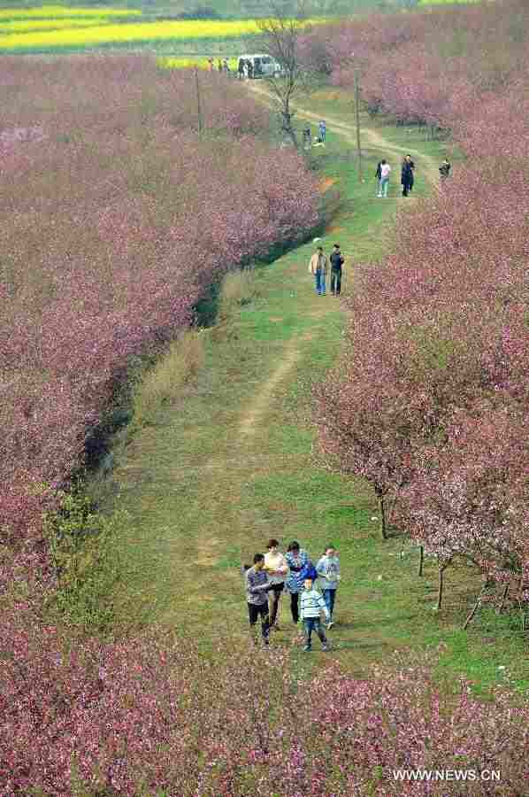 Visitors view cherry blossoms at Pingba Farm in Pingba County, southwest China's Guizhou Province, March 10, 2013. (Xinhua/Yang Ying) 