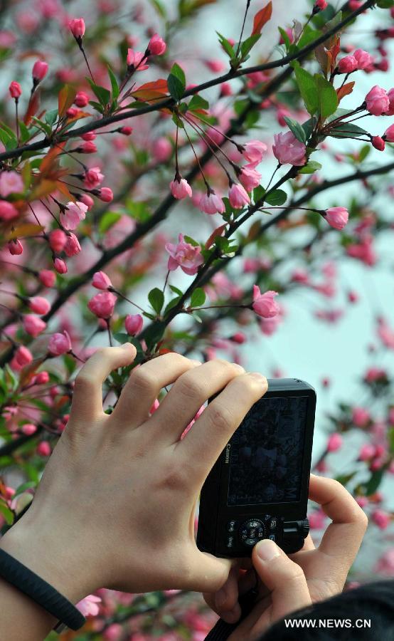 A visitor takes photo of cherry blossoms in Pingba Farm in Pingba County, southwest China's Guizhou Province, March 10, 2013. (Xinhua/Yang Ying) 