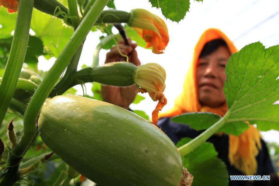 A farmer works in a vegetable field at Dongjianzhuang Village in Jimo City, east China's Shandong Province, March 10, 2013. (Xinhua/Liang Xiaopeng)  