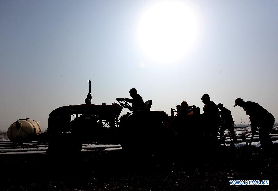 Farmers work in a potato field using plastic membrane mulching technology at Dongjianzhuang Village in Jimo City, east China's Shandong Province, March 10, 2013. (Xinhua/Liang Xiaopeng) 