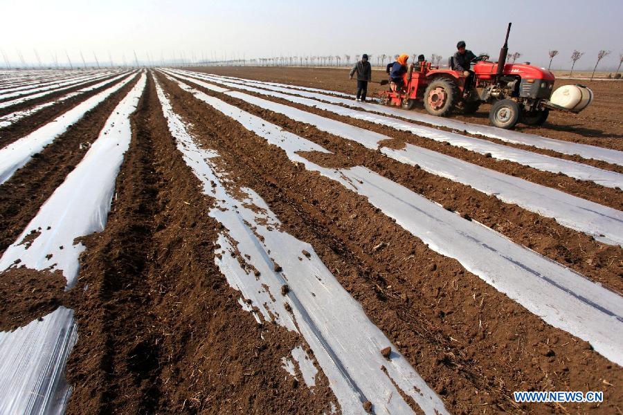 Farmers work in a potato field using plastic membrane mulching technology at Dongjianzhuang Village in Jimo City, east China's Shandong Province, March 10, 2013. (Xinhua/Liang Xiaopeng)