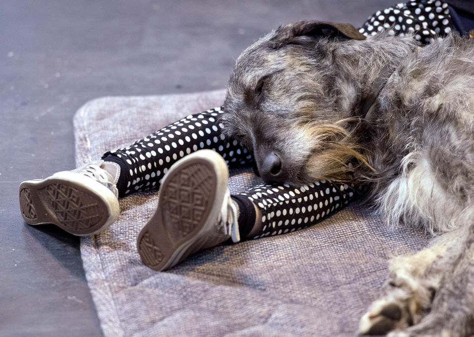 Waiting for the different competitions can be tiring for both dogs and owners. More than 27,000 dogs are expected at the annual Crufts show which has opened at Birmingham's National Exhibition Centre (NEC). (Xinhua News Agency/AFP)