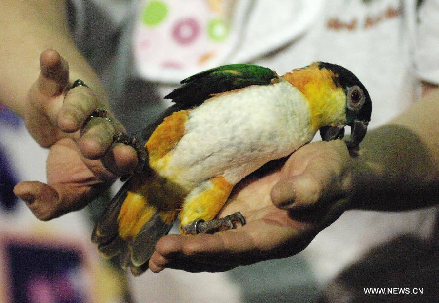 BC Exotic Bird Society's Kelly shows a black cap caique parrot at the annual Pet Expo 2013 in Vancouver, Canada, on March 10, 2013. Pet Expo is a two-day consumer tradeshow showcasing all types of pets, pet products, service providers, entertainers, clubs and organizations that cater to pets. (Xinhua/Sergei Bachlakov) 