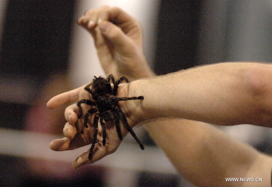 Mike "The Reptile Guy" Hopcraft shows tarantula to the visitors at the annual Pet Expo 2013 in Vancouver, Canada, on March 10, 2013. Pet Expo is a two-day consumer tradeshow showcasing all types of pets, pet products, service providers, entertainers, clubs and organizations that cater to pets. (Xinhua/Sergei Bachlakov) 