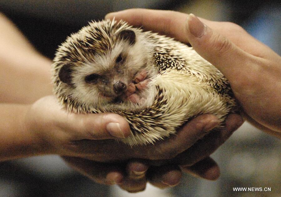 Visitors pet an African pygmy hedgehog at the annual Pet Expo 2013 in Vancouver, Canada, on March 10, 2013. Pet Expo is a two-day consumer tradeshow showcasing all types of pets, pet products, service providers, entertainers, clubs and organizations that cater to pets. (Xinhua/Sergei Bachlakov) 