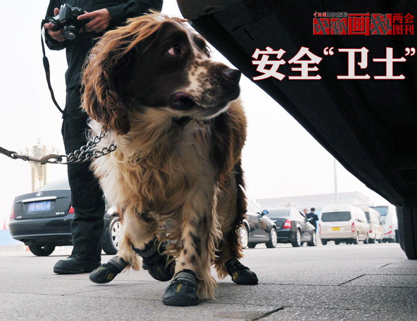 Photo shows a police dog patrols at the Tian’anmen Square. (Chinanews.com/ Jia Guorong)