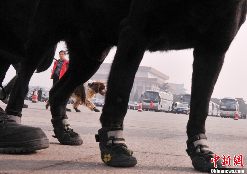 Photo shows the shoes of a police dog on duty for sessions of NPC and CPPCC.  (Chinanews.com/ Jia Guorong)