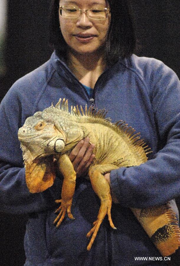 A visitor holds an iguana at the annual Pet Expo 2013 in Vancouver, Canada, on March 10, 2013. Pet Expo is a two-day consumer tradeshow showcasing all types of pets, pet products, service providers, entertainers, clubs and organizations that cater to pets. (Xinhua/Sergei Bachlakov) 