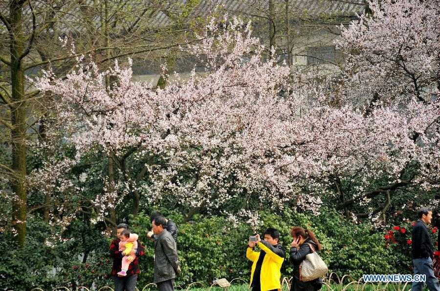 Tourists enjoy cherry blossoms on the bank of the West Lake in Hangzhou, capital of east China's Zhejiang Province, March 11, 2013. (Xinhua/Zhu Yinwei) 