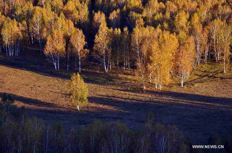 Photo taken on Sept. 18, 2011 shows the scenery of Greater Khingan range in north China's Inner Mongolia Autonomous Region. China's Arbor Day, or Planting Trees Day, which falls on March 12 each year, is an annual compaign to encourage citizens to plant and care for trees. (Xinhua/Yu Changjun)