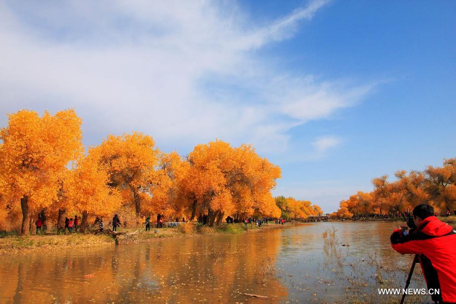 Photo taken on Oct. 3, 2012 shows a visitor takes pictures of populus euphratica forest in Ejina Banner, north China's Inner Mongolia Autonomous Region. China's Arbor Day, or Planting Trees Day, which falls on March 12 each year, is an annual compaign to encourage citizens to plant and care for trees. (Xinhua/Zhao Junchao) 