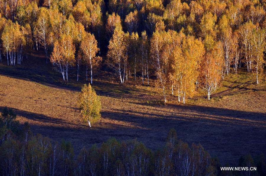 Photo taken on Sept. 18, 2011 shows the scenery of Greater Khingan range in north China's Inner Mongolia Autonomous Region. China's Arbor Day, or Planting Trees Day, which falls on March 12 each year, is an annual compaign to encourage citizens to plant and care for trees. (Xinhua/Yu Changjun) 