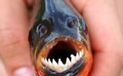 Most scary fishes on our planet 