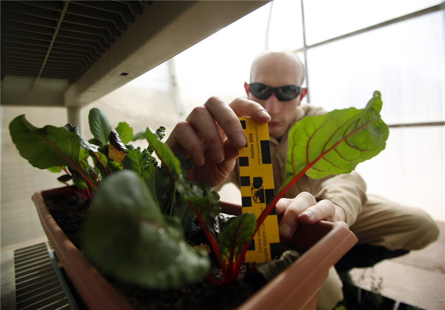 Hans van Ot Woud, a mapping researcher and the health and safety officer of Crew 125 EuroMoonMars B mission, checks on plants grown at the Mars Desert Research Station (MDRS) outside Hanksville in the Utah desert March 2, 2013.(Photo/Agencies)
