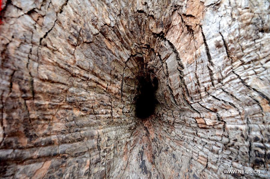 A small hole is seen in an ancient camphor tree at the Poshi Village in Jianyang City, southeast China's Fujian Province, March 1, 2013. A statue of Zhu Xi (1130-1200), a renowned Chinese ideologist, philosopher and educator during the Southern Song Dynasty (1127-1279), was set inside the 36-meter-high camphor tree. The statue, which is 0.6 meter in height, was initially made at a crack of the tree to commemorate Zhu Xi. Later with the self healing of the crack in the following years, the statue was finally hidden inside the tree and could only be seen through a small hole. (Xinhua/Zhang Guojun) 