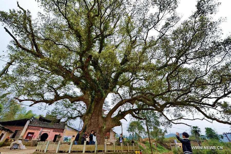 Tourists pose for photos under an ancient camphor tree at the Poshi Village in Jianyang City, southeast China's Fujian Province, March 1, 2013. A statue of Zhu Xi (1130-1200), a renowned Chinese ideologist, philosopher and educator during the Southern Song Dynasty (1127-1279), was set inside the 36-meter-high camphor tree. The statue, which is 0.6 meter in height, was initially made at a crack of the tree to commemorate Zhu Xi. Later with the self healing of the crack in the following years, the statue was finally hidden inside the tree and could only be seen through a small hole. (Xinhua/Zhang Guojun) 