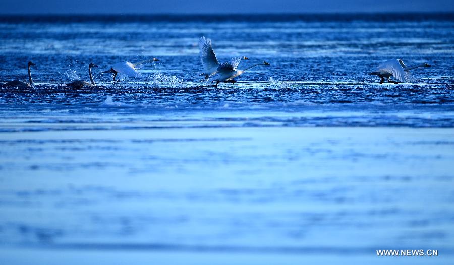 Several whooper swans play in the Qinghai Lake in Xining, capital of northwest China's Qinghai Province, Dec. 13, 2012. With investment and protection from State Government and Qinghai government, the level of Qinghai lake continues to rise and the area of the lake has been increasing year after year. Qinghai Lake covered an area of 4,317 square kilometers in 2008, which increased 4,354 square kilometers in 2012. The growth equals 6 times the area of West Lake, a famous lake in east China's Zhejiang Province. (Xinhua/Zhang Hongxiang) 