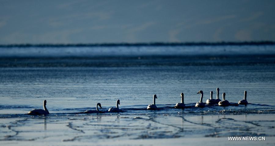 Several whooper swans play in the Qinghai Lake in Xining, capital of northwest China's Qinghai Province, Dec. 12, 2012. With investment and protection from State Government and Qinghai government, the level of Qinghai lake continues to rise and the area of the lake has been increasing year after year. Qinghai Lake covered an area of 4,317 square kilometers in 2008, which increased 4,354 square kilometers in 2012. The growth equals 6 times the area of West Lake, a famous lake in east China's Zhejiang Province. (Xinhua/Wang Bo) 