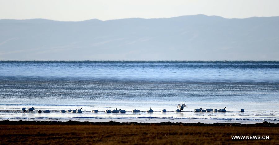 Several whooper swans rests at the Qinghai Lake in Xining, capital of northwest China's Qinghai Province, Dec. 12, 2012. With investment and protection from State Government and Qinghai government, the level of Qinghai lake continues to rise and the area of the lake has been increasing year after year. Qinghai Lake covered an area of 4,317 square kilometers in 2008, which increased 4,354 square kilometers in 2012. The growth equals 6 times the area of West Lake, a famous lake in east China's Zhejiang Province. (Xinhua/Wang Bo) 
