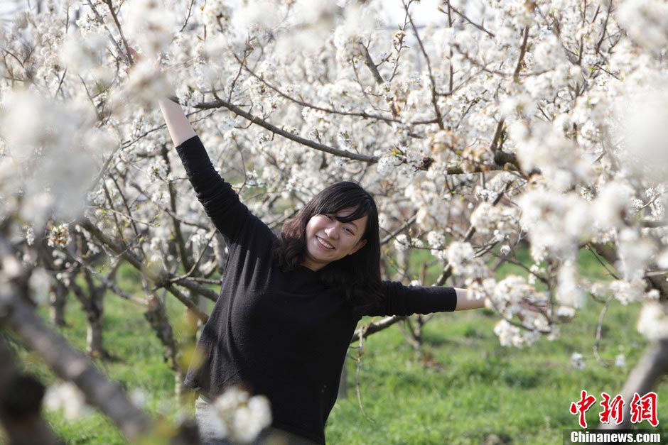 A tourist poses for photos in the cherry bloom in Zhejiang on March 9, 2013. (Photo/CNS)