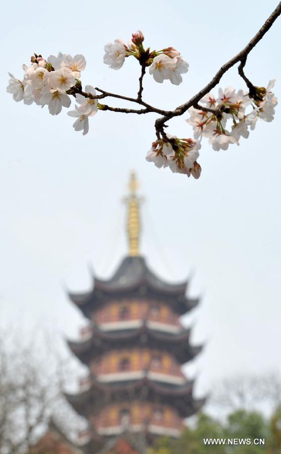Photo taken on March 12, 2013 shows the scenery of sakura flowers near the Jiming Temple in Nanjing, capital of east China's Jiangsu Province. Nanjing has entered its cherry blossom season recently. (Xinhua)