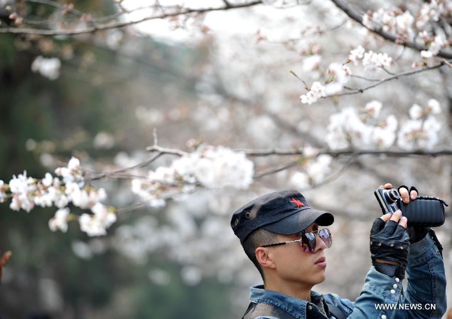 A man takes pictures of blooming sakura on Beijingdong Road in Nanjing, capital of east China's Jiangsu Province, March 12, 2013. Nanjing has entered its cherry blossom season recently. (Xinhua)