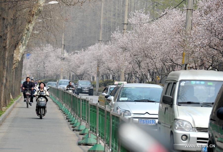 People ride on Jinxianghe Road sided with blooming sakura in Nanjing, capital of east China's Jiangsu Province, March 12, 2013. Nanjing has entered its cherry blossom season recently. (Xinhua)