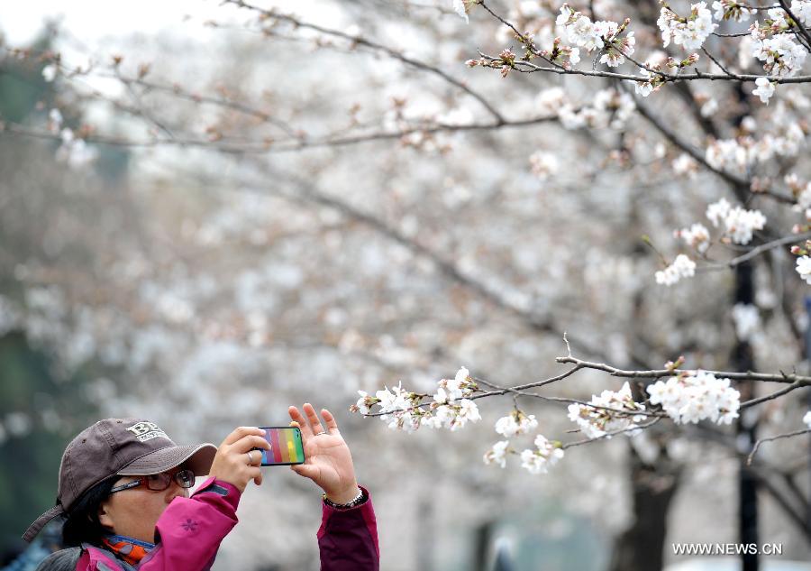 A woman takes pictures of blooming sakura on a street in Nanjing, capital of east China's Jiangsu Province, March 12, 2013. Nanjing has entered its cherry blossom season recently. (Xinhua)