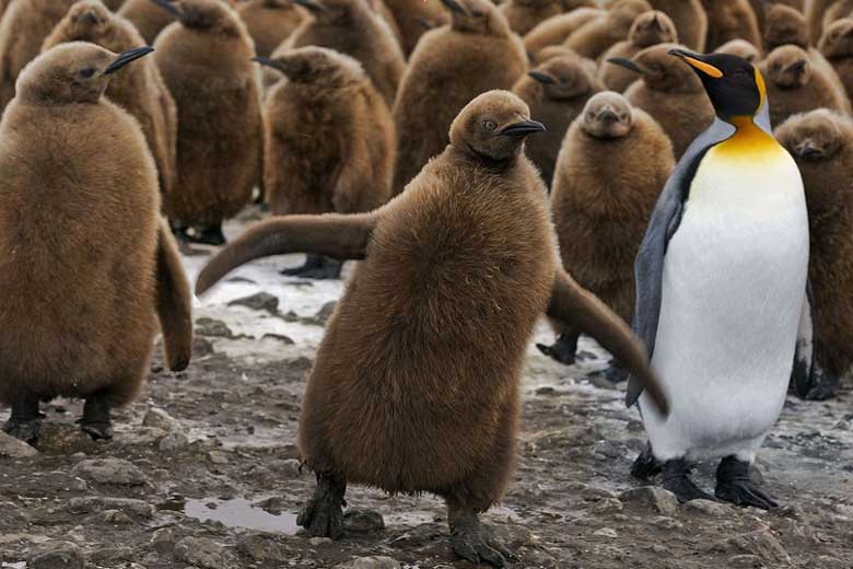 A series of undated photos released by London-based Daily Mail show a "penguin kindergarten" on Georgia Island in the southern Atlantic Ocean. More than 100,000 penguin cubs are seen crowding against one another for warmth and waiting for their parents to bring back food. (CRI Online)