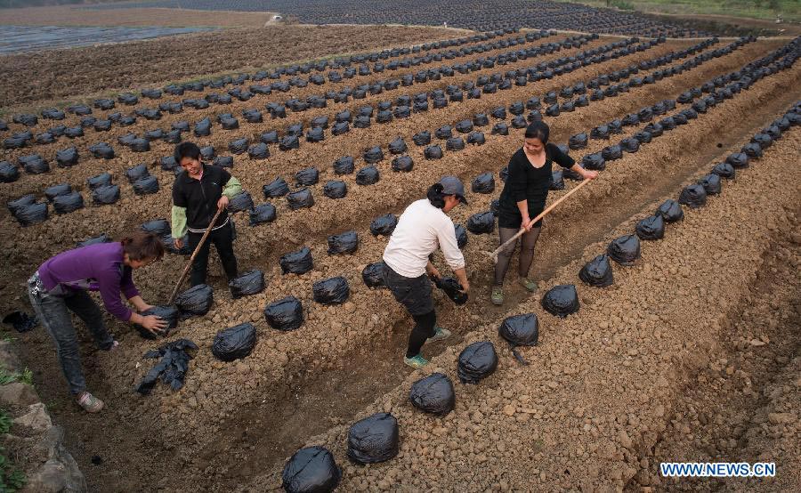 Farmers plant roots of kudzu vine in Qilin Township of Xingwen County, southwest China's Sichuan Province, March 10, 2013. Farmers have prepared to begin spring ploughing in Sichuan Province. (Xinhua/Jiang Hongjing)