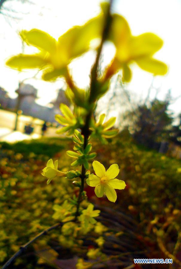Winter jasmine flowers blossom in Zaozhuang City, east China's Shandong Province, March 13, 2013. (Xinhua/Liu Mingxiang)
