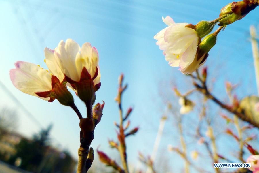 Cherry blossoms are seen in Zaozhuang City, east China's Shandong Province, March 13, 2013. (Xinhua/Liu Mingxiang) 