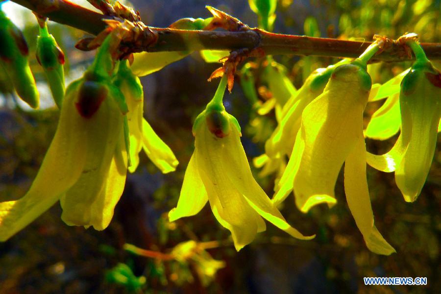 Forsythia flowers blossom in Zaozhuang City, east China's Shandong Province, March 13, 2013. (Xinhua/Liu Mingxiang) 