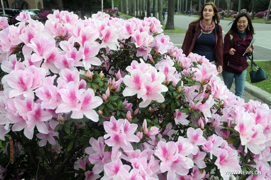 Azalea flowers blossom in Taipei, southeast China's Taiwan, March 14, 2013. (Xinhua/Wu Ching-teng) 