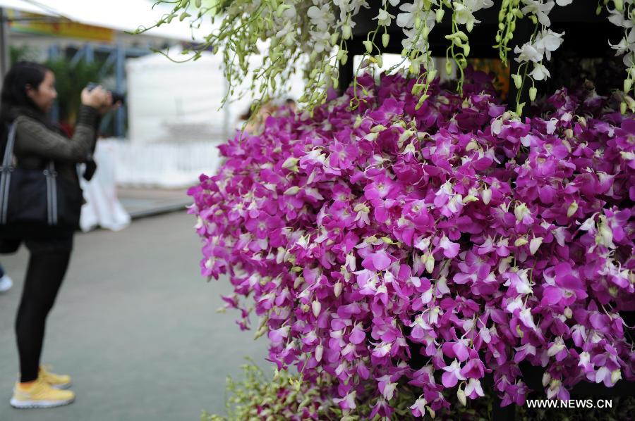 A woman takes pictures of orchid displayed at a flower show in south China's Hong Kong, March 14, 2013. The 10-day Hong Kong Flower Show 2013, which will kick off on March 15, 2013 at Victoria Park, opened to media for a preview on Thursday. More than 200 organizations contributed some 350,000 flowers to the show. (Xinhua/Zhao Yusi) 