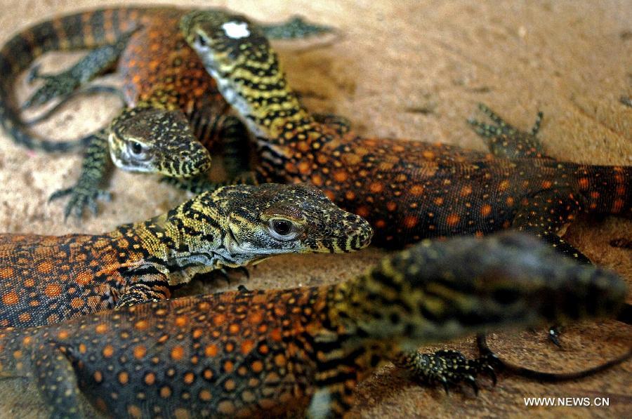 Baby Komodo dragons artificially incubated from 21 eggs are seen at the zoo in Surabaya, Indonesia, March 14, 2013. (Xinhua/M R Hidayat)
