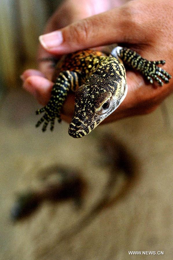 One of the baby Komodo dragons artificially incubated from 21 eggs is seen at the zoo in Surabaya, Indonesia, March 14, 2013. (Xinhua/M R Hidayat)