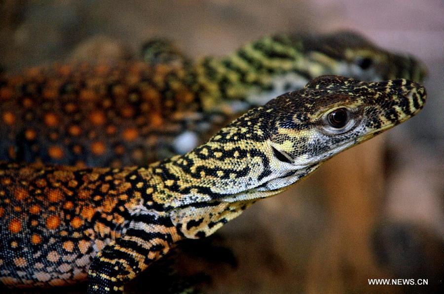 One of the baby Komodo dragons artificially incubated from 21 eggs is seen at the zoo in Surabaya, Indonesia, March 14, 2013. (Xinhua/M R Hidayat)