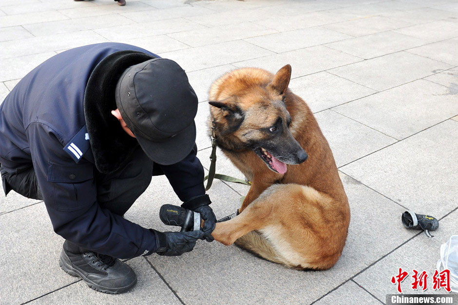 Photo taken on March 14 shows a policeman putting shoes on a police dog on duty for annual sessions of NPC and CPPCC. (Chinanews.com/ Liu Zhankun)