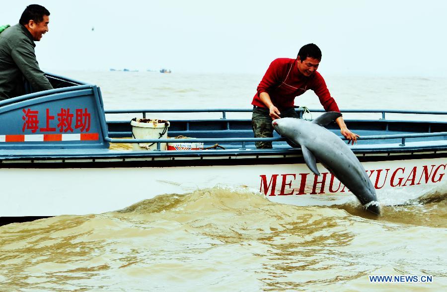 A fisherman frees a finless porpoise in Changle, southeast China's Fujian Province, March 15, 2013. Two injured finless porpoise weres rescued and freed to sea by local people on Friday. (Xinhua/Zhang Guojun)