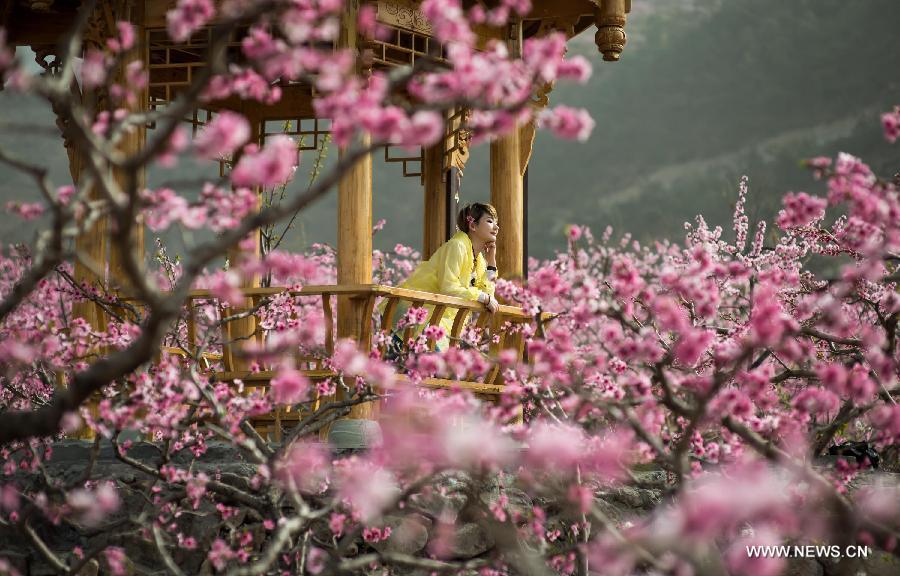 A tourist poses for photos amid peach blossoms in Shuangxi Township of Hanyuan County, southwest China's Sichuan Province, March 15, 2013. (Xinhua/Jiang Hongjing) 