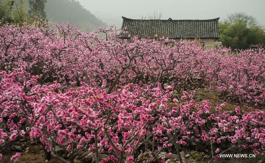 Peach flowers blossom in Shuangxi Township of Hanyuan County, southwest China's Sichuan Province, March 15, 2013. (Xinhua/Jiang Hongjing)