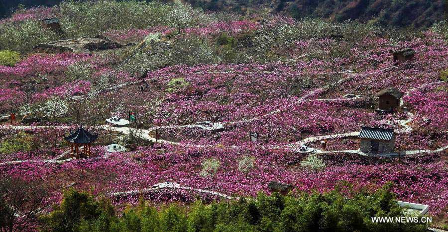 Peach flowers blossom in Shuangxi Township of Hanyuan County, southwest China's Sichuan Province, March 15, 2013. (Xinhua/Jiang Hongjing) 