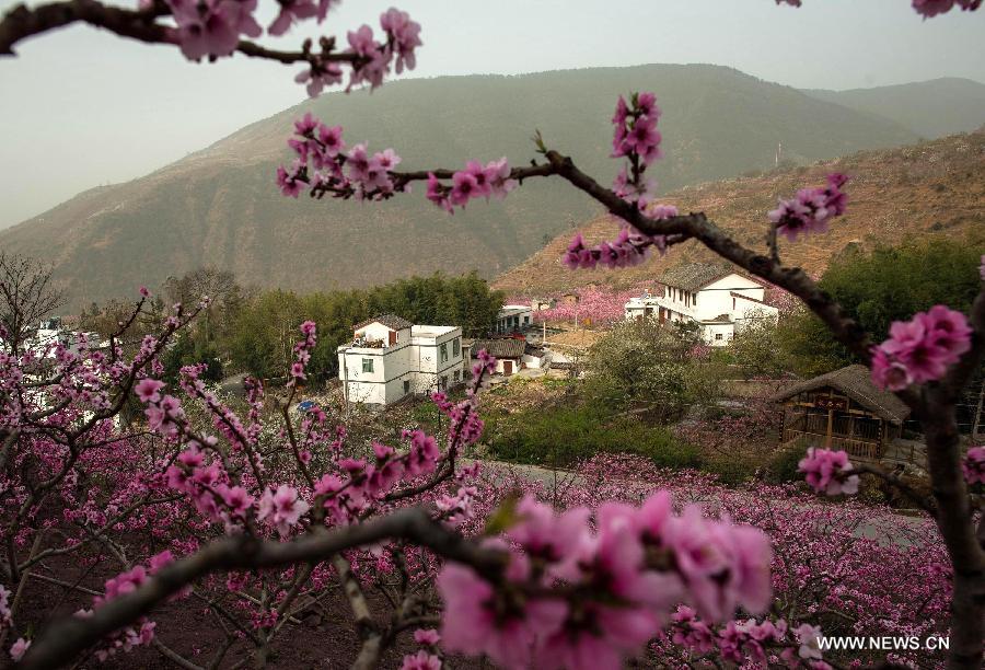 Peach flowers blossom in Shuangxi Township of Hanyuan County, southwest China's Sichuan Province, March 15, 2013. (Xinhua/Jiang Hongjing) 