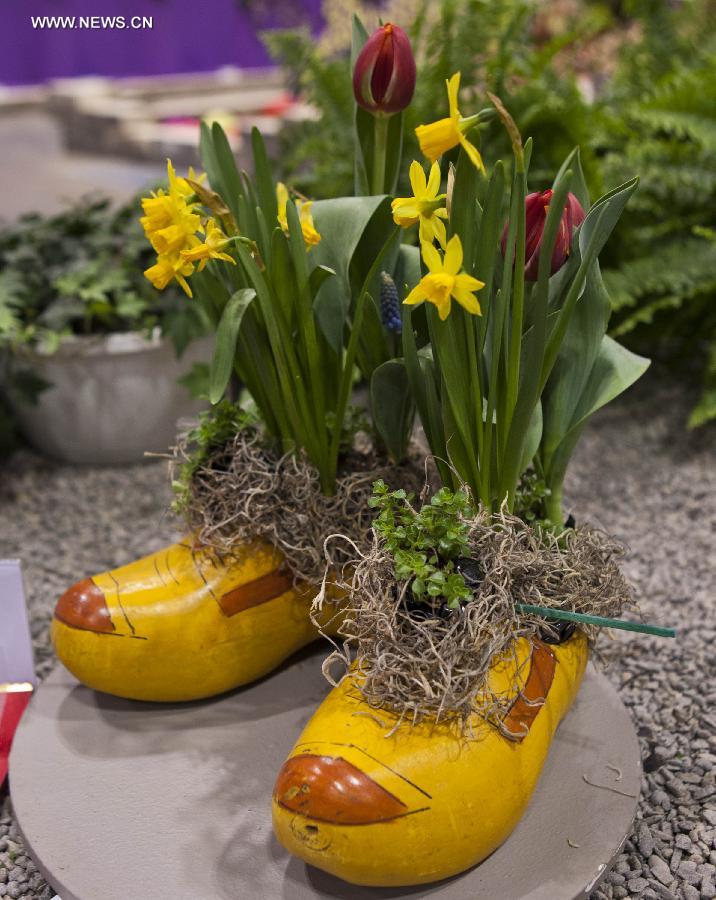 Flowers planted in a pair of shoes are on display during the 17th Canada Blooms exhibition at the Canadian National Exhibition center in Toronto March 15, 2013. As Canada's largest flower and garden festival, the 10-day event kicked off on Friday and was expected to attract over 200,000 visitors. (Xinhua/Zou Zheng)